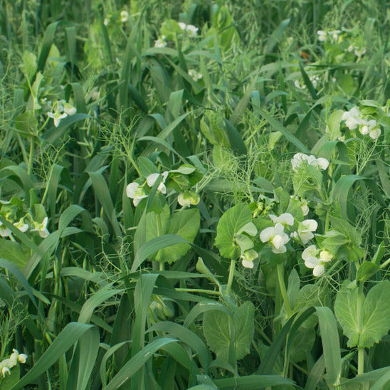 Enrich the soil with both nitrogen and other matter. The mix contains field peas, oats, and hairy vetch. Designed for spring sowing, but it may be sown anytime early spring through late summer. The mix contains field peas, oats, and hairy vetch. Designed for spring sowing, but it may be sown anytime early spring through late summer.