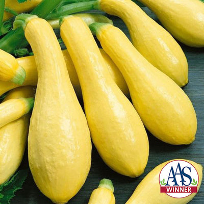 Yellow squash with AAS Winner logo on a dark background