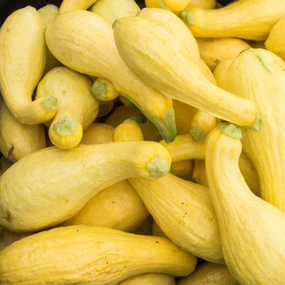 A pile of fresh yellow crookneck squash.