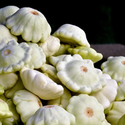 A close-up of Squash Summer Scallop Early White fruits, showing their scalloped edges and pale green color.