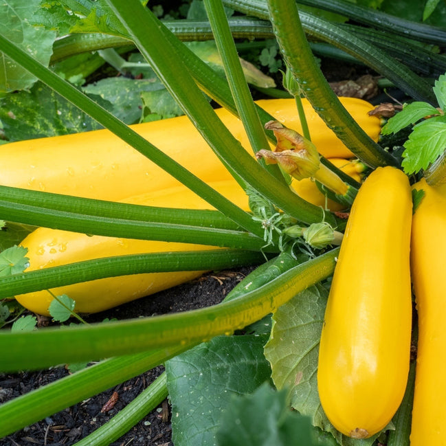 Plant Squash Yellow Straightneck 4.5 Inch Pot