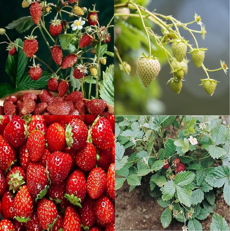 Collection Set Fruit Strawberry 4 Varieties 200 Non-GMO Seeds