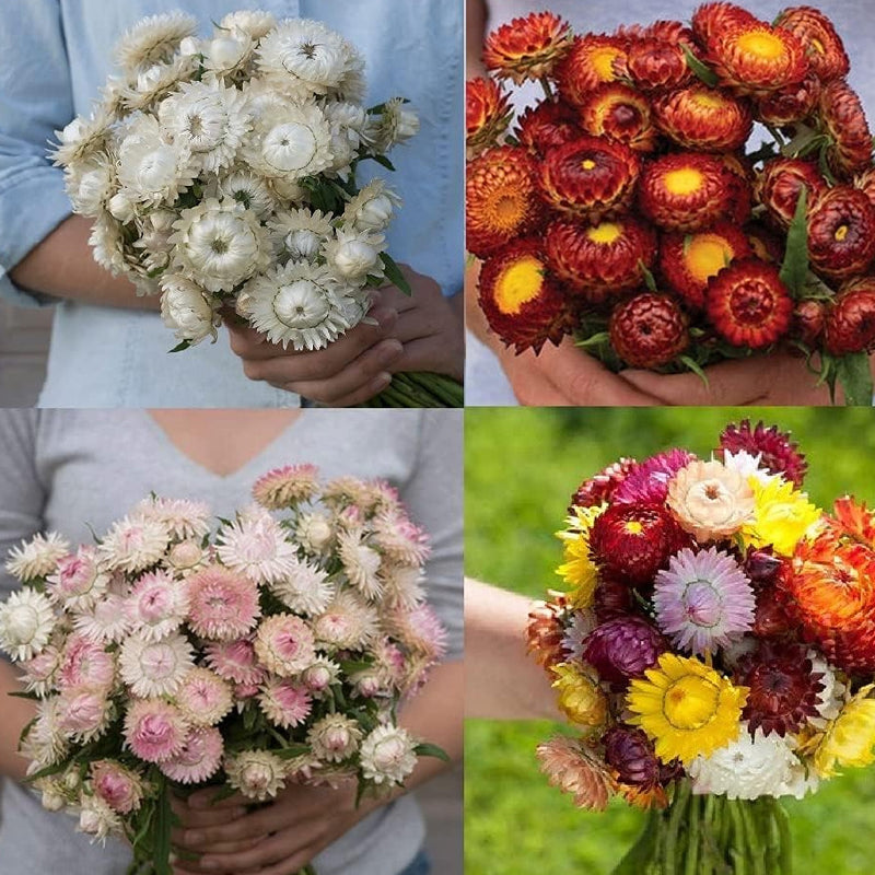 This set consists of the Copper Red, Silvery Rose, Sultane and Vintage White. The papery blooms of strawflowers, which are native to Australia, can endure high heat and dry conditions. Harvesting increases yield. Harvest in about 60 days. Germination rate is about 70% or better.
