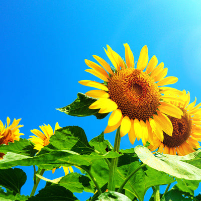 An image of a sunflower with a clear blue sky in the background, representing the product's description of tall sunflowers producing large blooms.