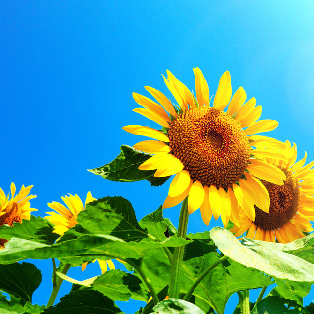 An image of a sunflower with a clear blue sky in the background, representing the product&