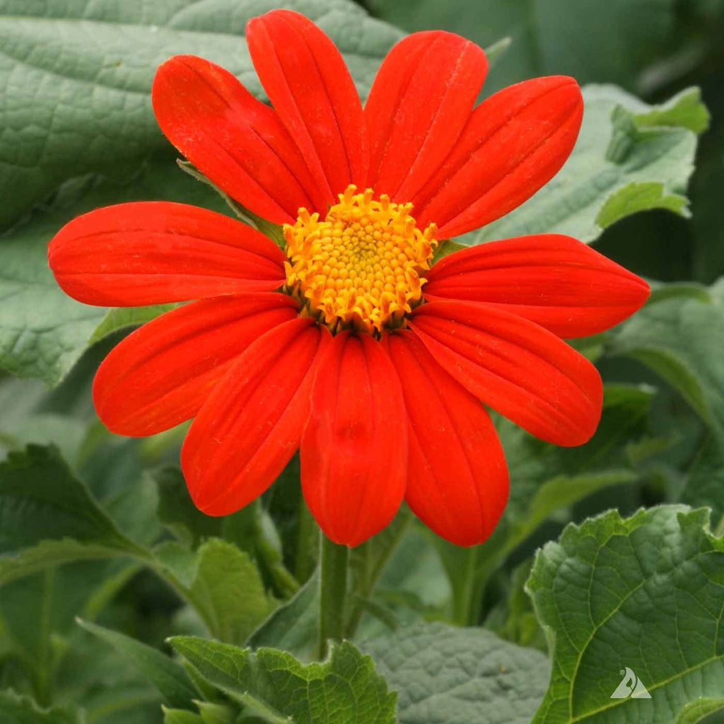David's Garden Seeds Sunflower Tithonia Mexican