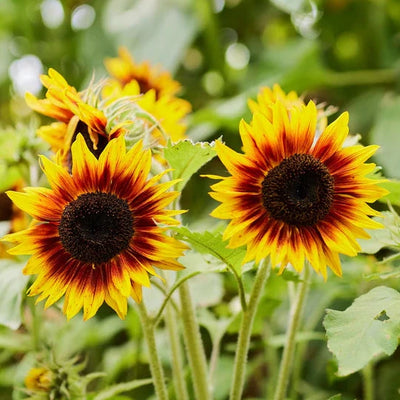 Sunflowers in a garden with green leaves in the background