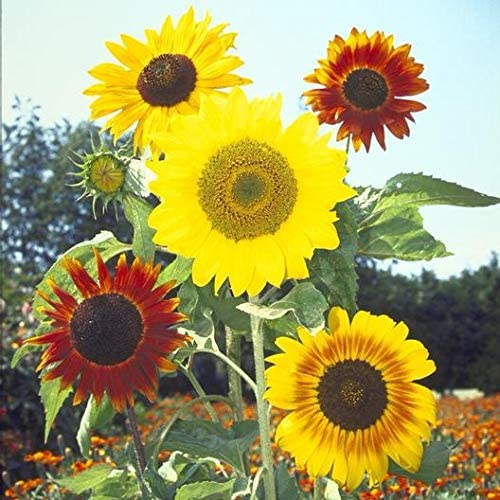 Merchandise Cut Your Own Sunflower - 1 Stem Experience