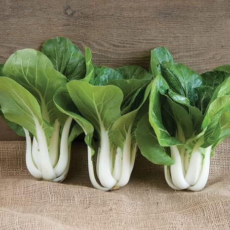 The leaves of this popular and vigorous pak choi or choy sum are glossy green and distinctly spoon-shaped. Tender, crisp, white petioles are long and thick. The 18” plants are taller and less compact than Chinese pak choi types. Harvest in about 55 days. Germination rate is about 80%. 