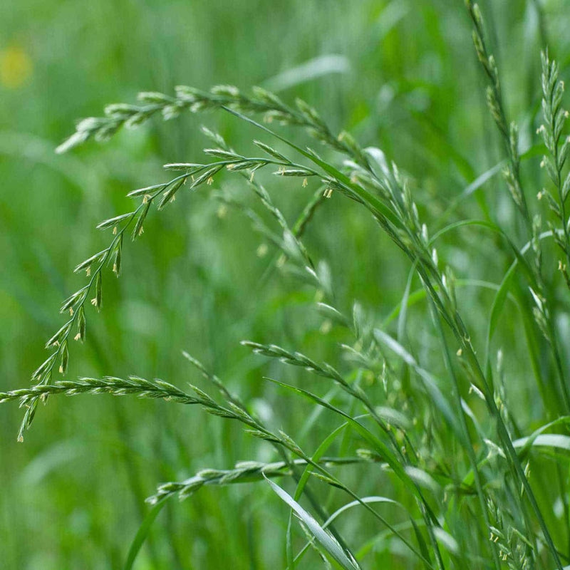 Cover Crop Ryegrass Annual Tam90 Non-GMO, Heirloom Seeds 2 Sizes