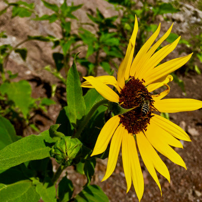 Blooms in May to October. Annual. For best results plant in Fall. Butterflies, bees, and other pollinators flock to this valuable nectar source. Common Sunflower will be a favorite in your native landscape for you and the wildlife. Blooms in about 60 days. Germination rate about 70% or better.