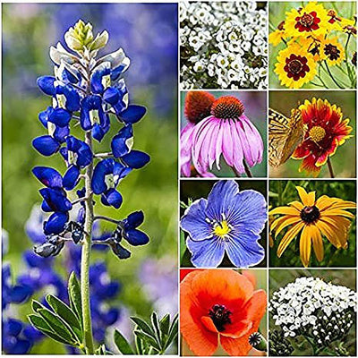 The region of Texas and Oklahoma are famous for their own wildflowers, and this new mixture includes all the favorites. Texas (along with Oklahoma) is what botanists call its own "Floristic Region." That's why the area is famous for its wildflowers, and why many famous flowers in the Texas region are different from other areas in North America.&nbsp; Various blooming dates. Germination rate about 70% or better. 