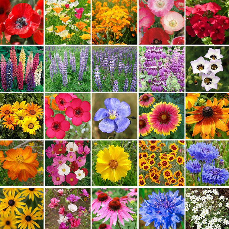 This is a blend of Texas native annuals and perennials that provide a carpet of color throughout the spring and early summer. Blooms March through November. For best results, plant in the fall.