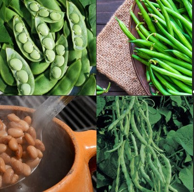 Collection Set Bean 4 Varieties 275 Non-GMO, Heirloom Seeds