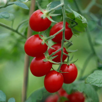 A cluster of bright red tomatoes on the vine with green foliage in the background.