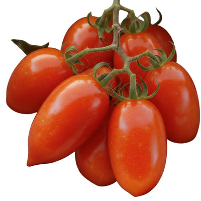 Red tomatoes on a branch in a white bowl