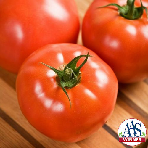 Tomato Slicing Determinate Celebrity Plus - 15 Non-GMO, Hybrid Seeds