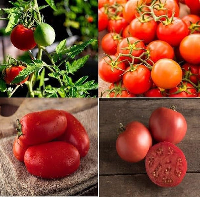 This set consists of beefsteak Rose, cheery Sweetie, paste San Marzano and slicing Moskvich. A wide range of shapes, and sizes. Each of the varieties we offer has been selected on the basis of flavor, texture, disease resistance, vigor, yield and performance.  Harvest in about 60 days. Germination rate is about 70% or better.