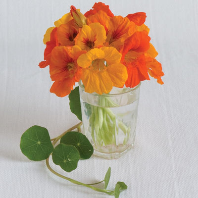 Perfect for hanging baskets and containers, or even as a ground cover. Flowers in red, rose, orange, and yellow. Perfect for hanging baskets and containers, or even as a ground cover. Will "climb" if tied to upright supports. Also known as garden nasturtium and Indian cress. Edible Flower: Use the flowers as garnishes, or stuff with soft cheese. The flowers can be minced and added to butters and the immature seed heads can be pickled.