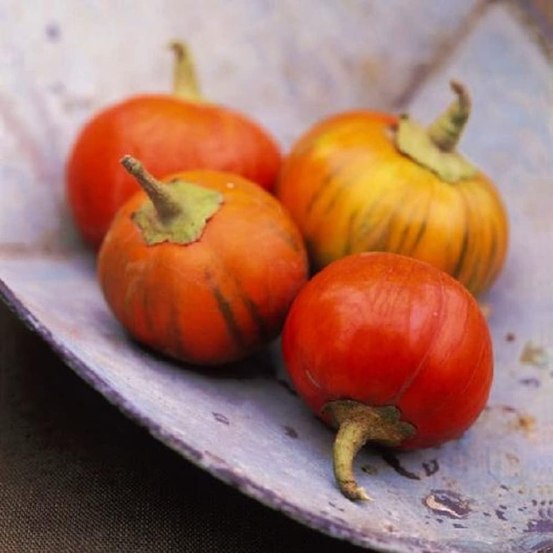 Eggplant Turkish Orange 25 Non-GMO, Heirloom Seeds