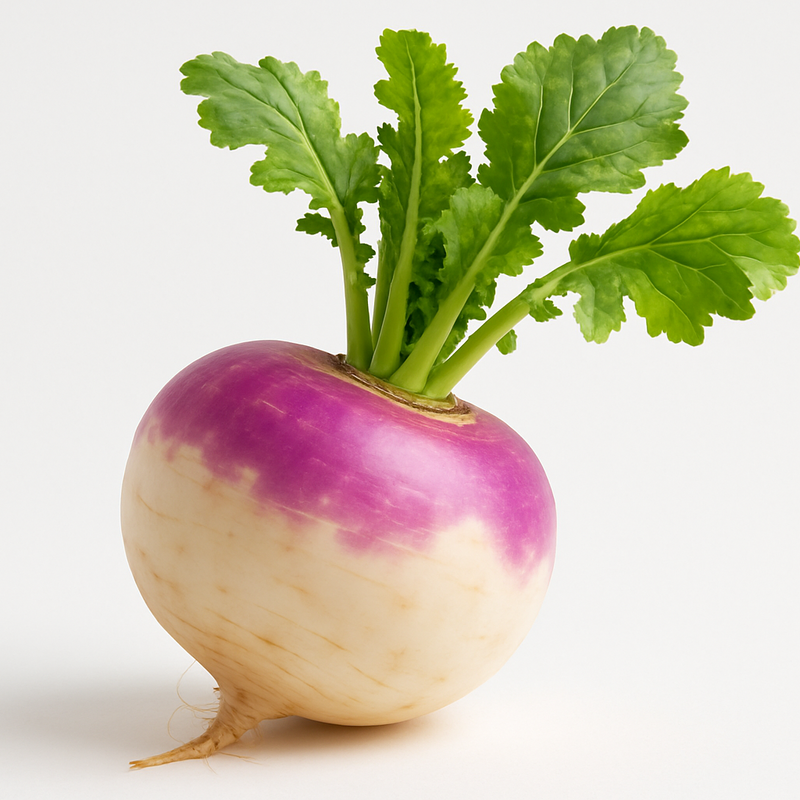 Turnip with green leaves on a white background