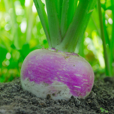 This variety is the  traditional American turnip. Selected strain of this traditional, Southern U.S. variety. Smooth, round roots, avg. 3 to 4 inches in diameter, are white below the soil line and bright purple above. Large, lobed greens. Harvest in about 55 days. Germination rate about 80% or better. 