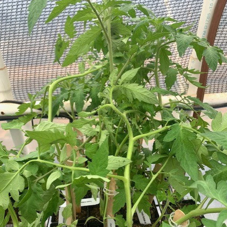 Plant Tomato Beefsteak Determinate Tycoon 4.5 Inch Pot