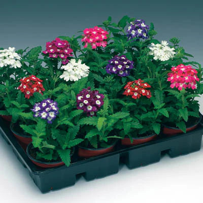 Plant Flower Verbena Firehouse 5 Colors 10 Inch Hanging Pot