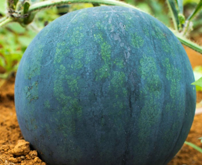 Black Diamond Watermelon is one of the truly great watermelon varieties for both home gardeners and market growers. The rind of the fruit is a striated green, and the flesh is a delicious red. Black diamond routinely produces watermelons in the 50 pound range, but some can grow as large as 75 pounds! &nbsp; Harvest in about 80 days. <span class="a-list-item" data-mce-fragment="1">Germination rate about 80% or better</span>. 