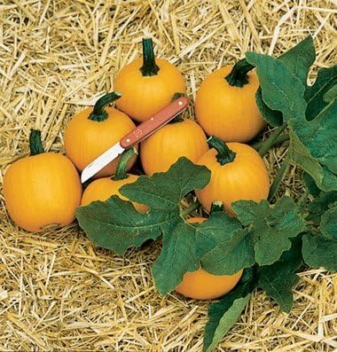 Pumpkin Mini Wee Be Little 25 Non-GMO, Seeds