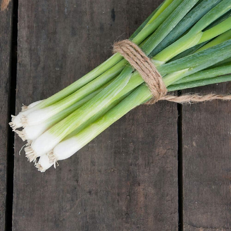 Bunching Onion White Spear 200 Non-GMO, Open Pollinated Seeds
