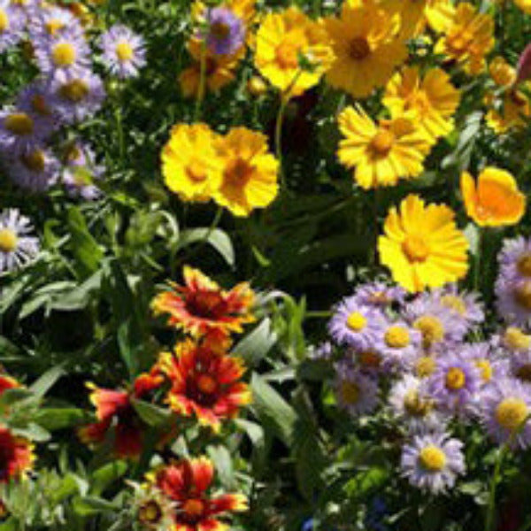Colorful mix of wildflowers including daisies, marigolds, and sunflowers.