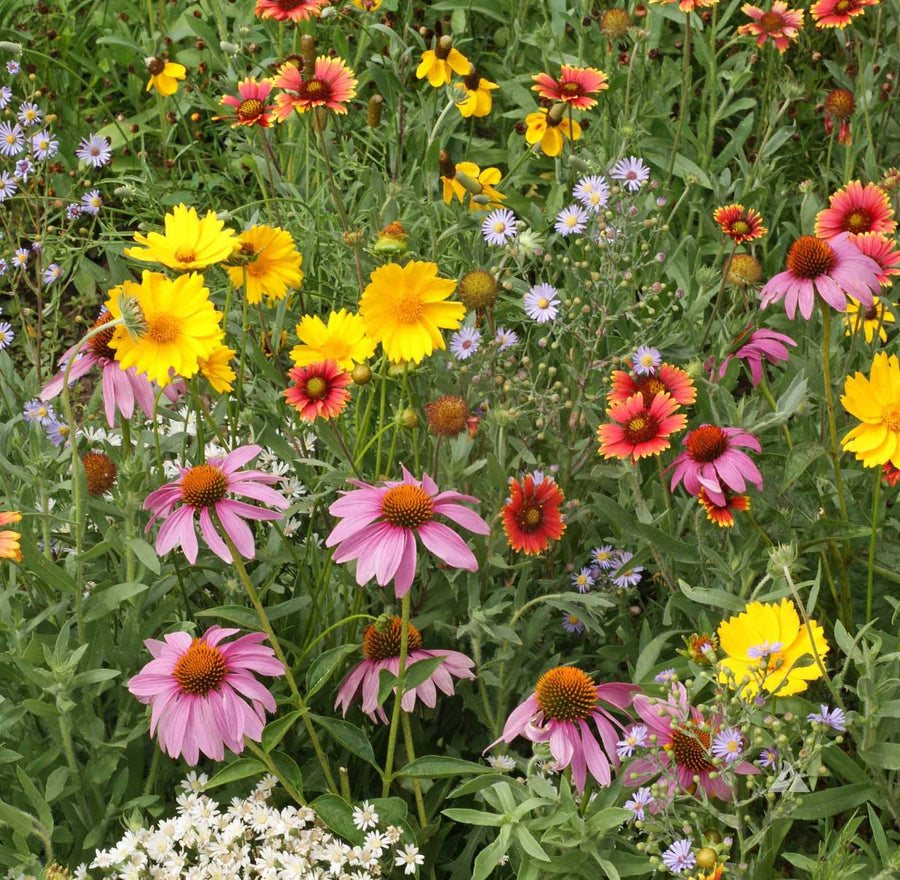 Flower O - Z – David's Garden Seeds®