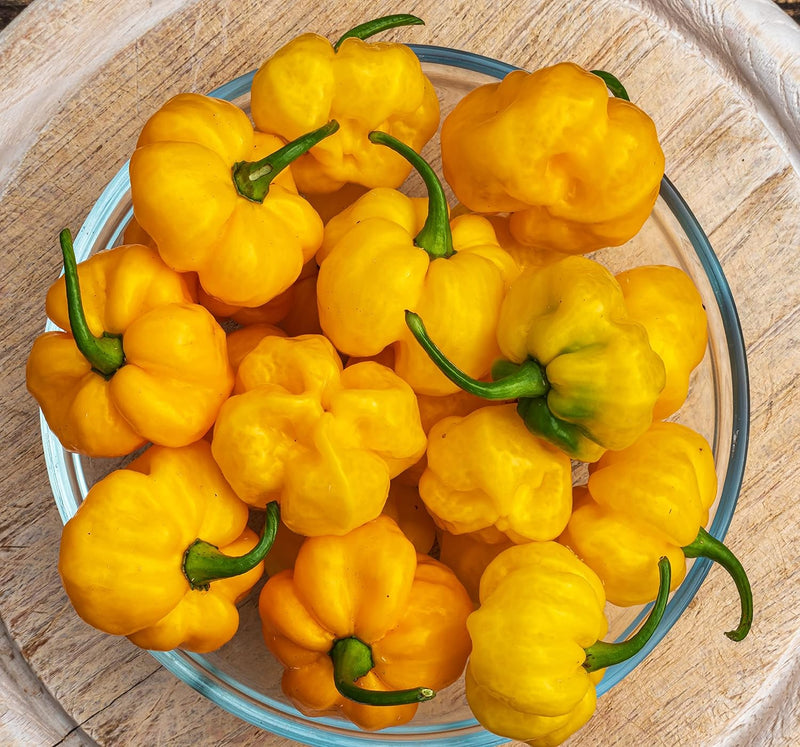 Pepper Hot Habanero Jamaican Yellow 25 Non-GMO, Heirloom Seeds