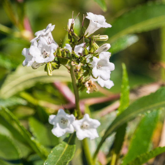 Yerba Santa is a bunching and erect shrub growing up to six feet tall. It has medicinal benefits that we are not allowed to list. The flowers grow lavender blooms and make for excellent pollinator food. Harvest in about 45 days. Germination rate about 80% or bette