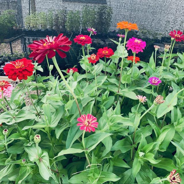 Flower Zinnia Mixed Colors Non-GMO, Heirloom Seeds by Mrs. David&