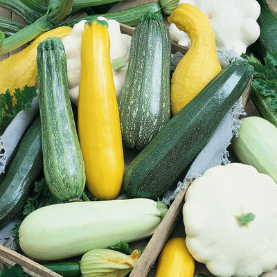 Zucchini Summer Melody is a delightful blend of the best open pollinated summer varieties: Golden Zucchini, Black Beauty, Gray Zucchini and White Bush Scallop. This mix is attractive and economical. Provides gardeners with a broad selection of summer squash.  Harvest in about 50 days. Germination rate about 80% or better.
