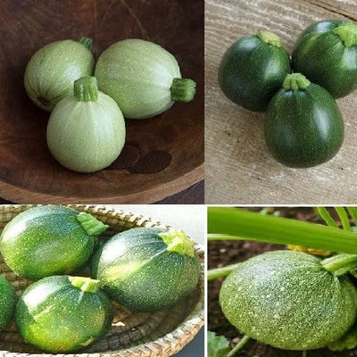 This set consists of the hybrids Cue Ball and Eight Ball, and the heirloom types Green and Rhone de Nice. Zucchini varieties is a summer type squash. As the names suggest, summer squashes mature for fresh eating in the summer. Easy to grow and often prolific, this zucchini selection includes a selection of the best growing bush plants. These varieties have superior adaptation and disease resistance, a range of fruit size, shape, and color. All with superb flavor. 