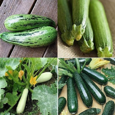 This set consists of Black Beauty, Caserta, Fordhook and White.  As the names suggest, summer squashes mature for fresh eating in the summer. Easy to grow and often prolific, this zucchini selection includes a selection of the best growing bush plants. These varieties have superior adaptation and disease resistance, a range of fruit size, shape, and color. All with superb flavor. 