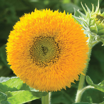 Versatile sunflower for field or container. Like our other dwarfs, the final height depends on the size of the container. 14 to 25 inch long stems. This branching variety will host 3 to 5 each sunny, shaggy blooms. Popular with children. Minimal pollen. Grows to a height of 8 to 12 inches in containers; 35 to 42 inches in the garden.