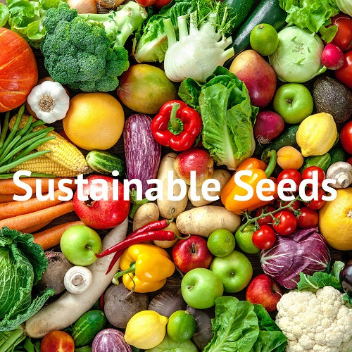 A Sustainable seed is a seed that was gathered from organic and non-genetically modified plants. When you grow a plant from sustainable seed, it will pollinate and continue to grow fertile seed that is capable of being replanted and further grow more plants for the next growing season. 