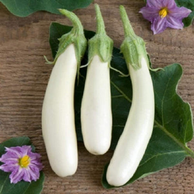 This compact plant produces high yields of 5 to 7 inch long smooth ivory white eggplants. It is mild with a mushroom-like flavor. Less bitter than other varieties and very flavorful. Perfect for gourmet dishes. Does well in cooler regions. An excellent choice for home gardens and specialty market growers. David’s Garden Seeds is a Veteran owned business that has been offering quality seeds since 2009. Germination rate about 80% or better. 