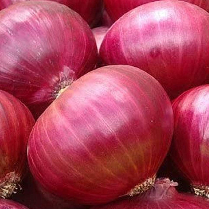 Onion Short Day Red Creole 200 Non-GMO, Heirloom Seeds