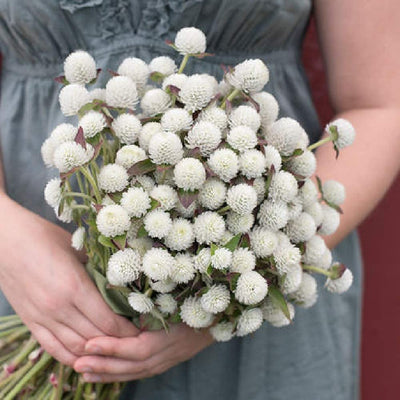 Best white gomphrena for cut flowers. 1 and 1/2 inch blooms on long stems. Audray White is comparable to the QIS series in stem quality, stem length, and uniformity, making it a good choice for cut-flower production. Its sturdy white blooms are an excellent special detail in wedding design work and boutonnieres, in addition to wholesale and market bouquets. Also known as globe amaranth and common globe amaranth.