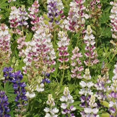 Dwarf ‘Pixie Delight’ Lupine is an annual lupine native to Mexico. ‘Pixie Delight’ has flower spikes in white, pink, violet and blue. Plants tolerate poor soils and dry to moderate moisture, growing best in full to part sun.