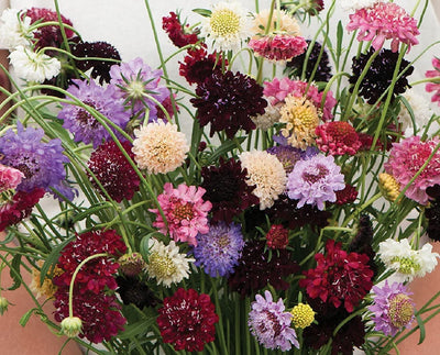 Elegant cut flower on strong, slender stems. Sturdy, uniform, annual Scabiosa mix in a wide range of colors. 1 1/2–2 1/2" blooms. Formula mix of black, blue, creamy yellow, pink, bright red, deep blue, salmon rose, and pure white. Also known as mourningbride. Ht. 24–36". Blooms in about 90 days. Germination rate about 70% or better.