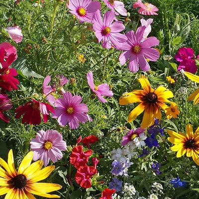 <p>The Cottage Garden Seed Mix contains annuals and perennials and is composed of heirloom, old-fashioned and antique flower varieties. Bring back the past with these favorite plants of yesteryear. <span class="a-list-item" data-mce-fragment="1">Germination rate about 70% or better</span>. <br></p> <p>Our Non-GMO seeds are sustainable. Our packaging is environmentally friendly, climate friendly, reusable, and recyclable.</p>