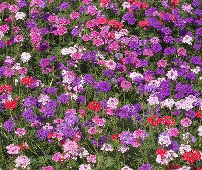 Mixed Colors Moss Verbena performs well in hot, dry conditions and makes an excellent ground cover. The color mix includes pink, purple, red, rose and white.&nbsp;<span class="a-list-item" data-mce-fragment="1">Germination rate about 70% or better</span>.