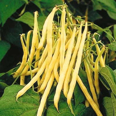 A cluster of yellow, stringless bean pods attached to green foliage.