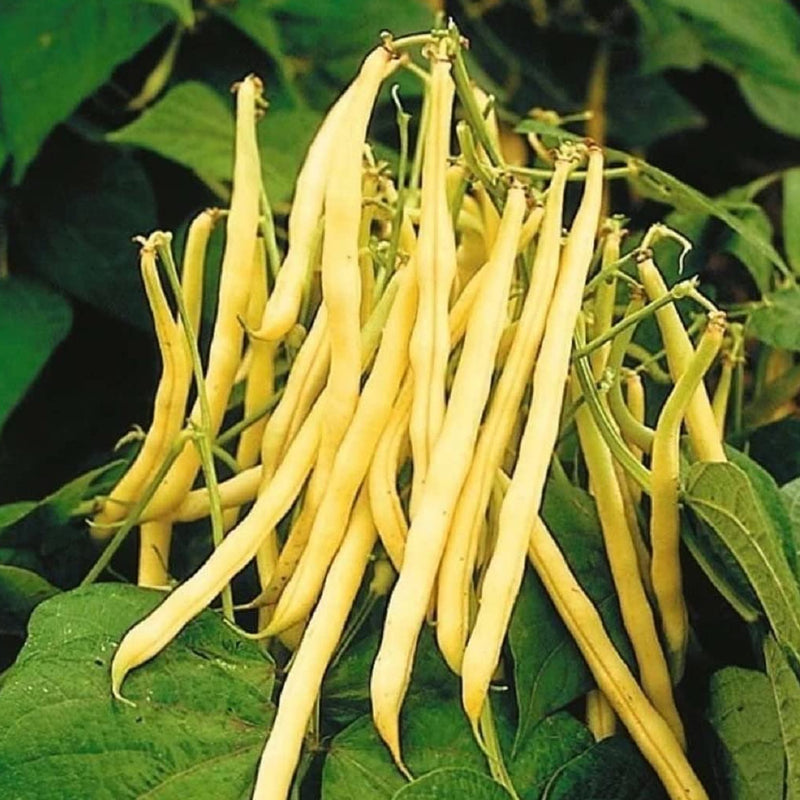 A cluster of yellow, stringless bean pods attached to green foliage.